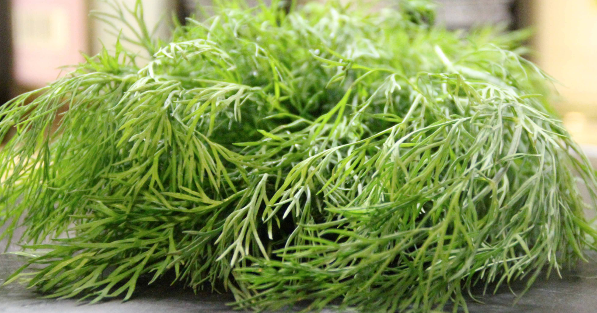 Химический укроп. Укроп суви. Сердечко из укропа. Dill. Sprig of Dill.