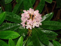 blooming rhododendron