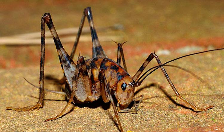 Do Camel Crickets Eat Paint Off Walls - This involves flexing and