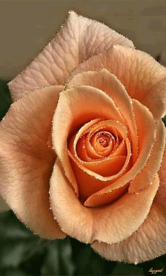 Красавица-роза