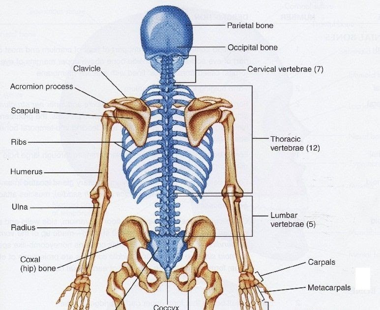 Human Back Bones - File:Backbone (PSF).png - Wikimedia Commons : The ...