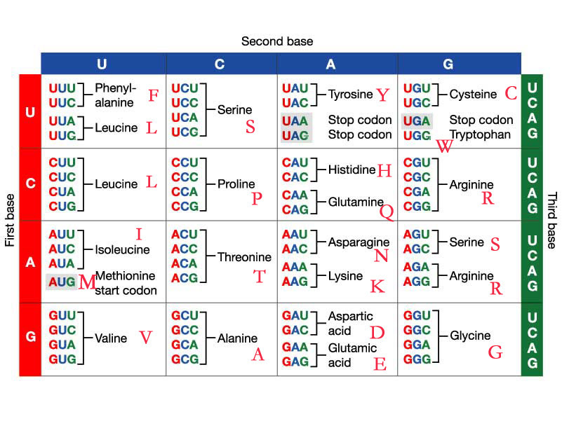 Codon Table Codon Table