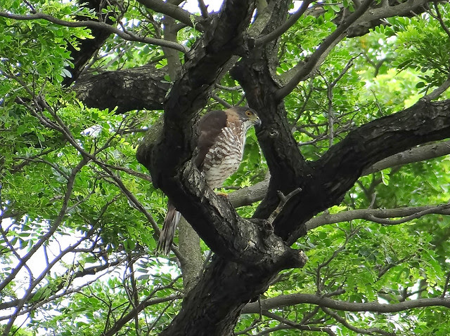 鳳頭蒼鷹/無限台南