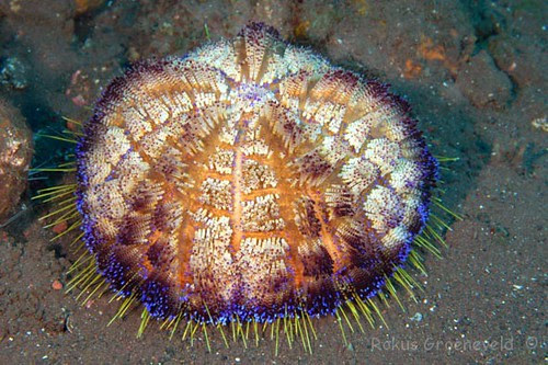 IBAb-292 Fire urchin, Asthenosoma varium