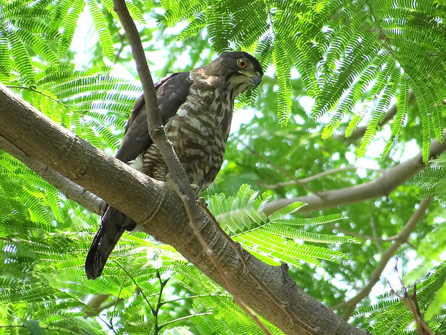 鳳頭蒼鷹/無限台南