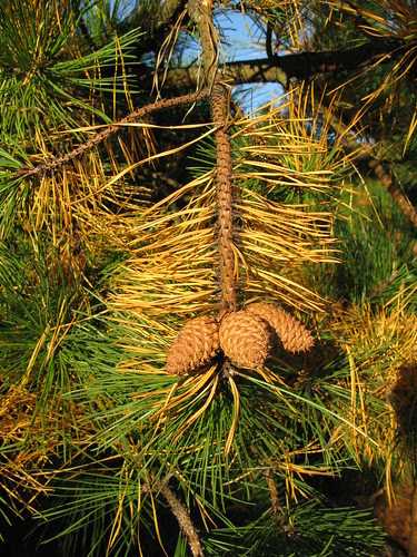 pine