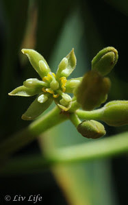 California Avocado Blossom