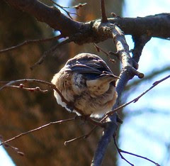 Bluebird tocks