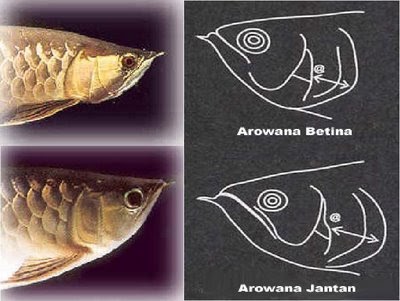 Perbedaan ikan Arwana jantan dan betina - Informasi IKan ...