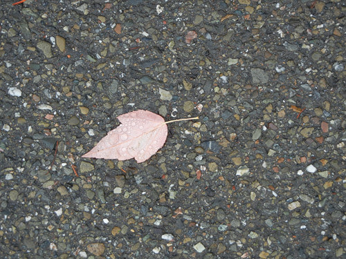Red Leaf _ 8140