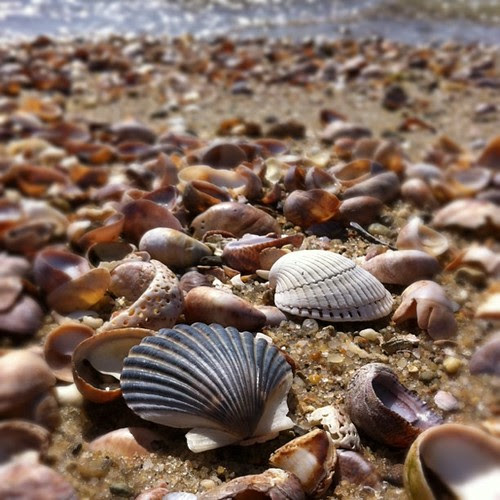 Shells on the Beach by stevegarfield