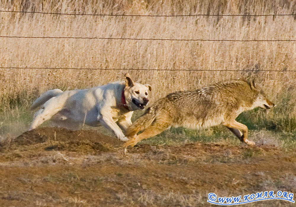 Alek's blog: Farm Dog battles Wile E. Coyote