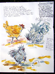 Filoli Gardens - Chickens