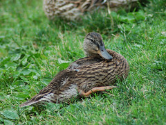 Duckling in Morningside Park