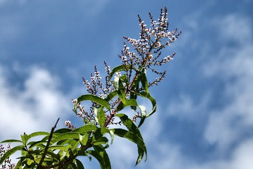 20090615-vs-1508