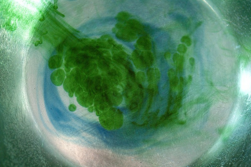 food coloring water oil experiment