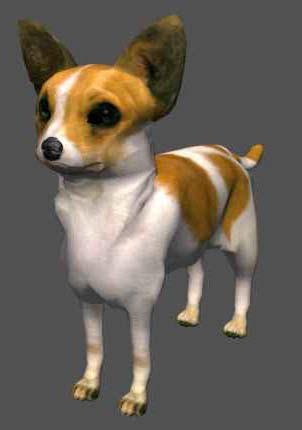 long haired chihuahua and long haired chihuahua puppies for sale in nc. long haired chihuahua and