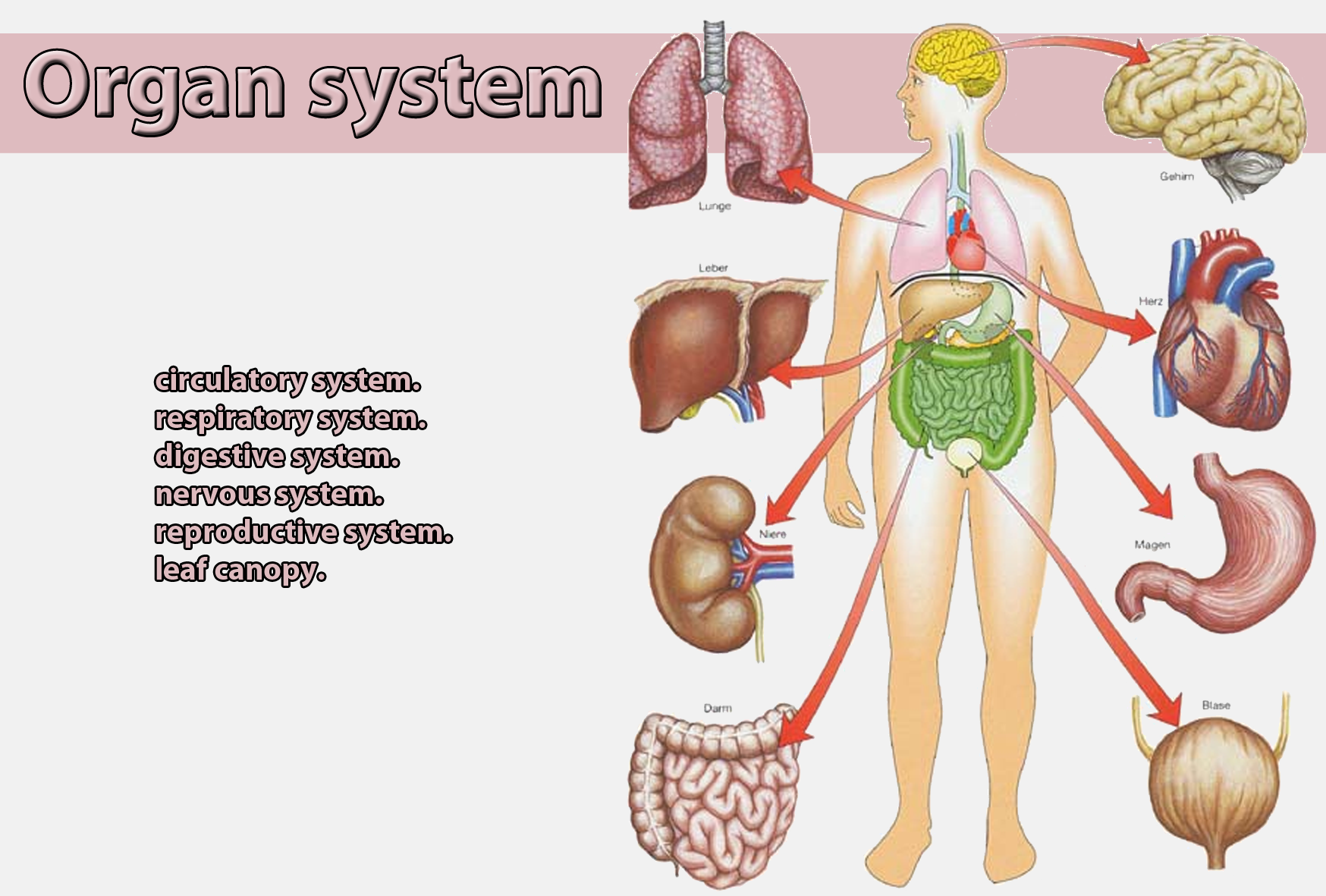 Изображения систем органов человека. Органы человека для детей. Системы органов. Органы и системы органов человека. Внутренние органы для детей.