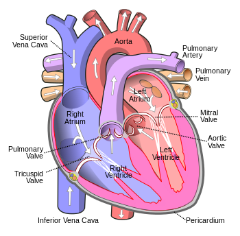 Science Matters: Body Systems: Cardiovascular System: Heart Diagram Roundup