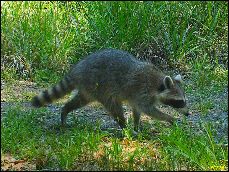 Raccoon Raccoon