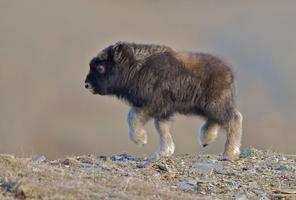 http://twistedsifter.com/2013/08/look-at-this-baby-muskox/