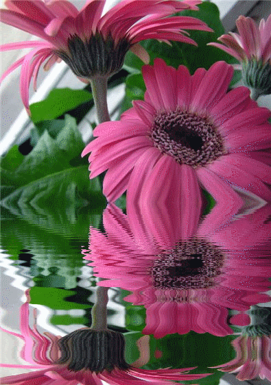 TOUCHING HEARTS: ANIMATED GIF - FLOWERS