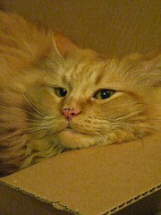 Jasper in the box