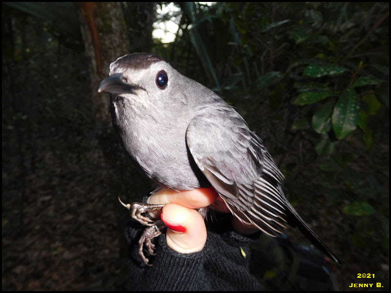 Gray Catbird Gray Catbird