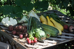 harvest 018