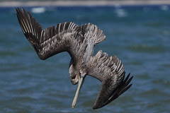 Tamarindo, Brasilito et la plage Chonchal, Costa Rica