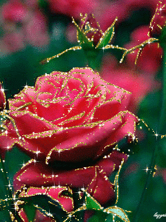 Красавица-роза