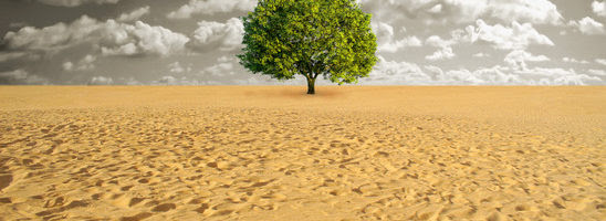 A green tree alone in sand desert