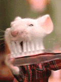Let me brush