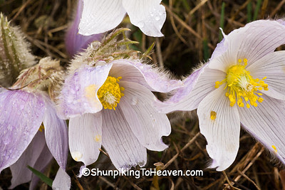  Pasque Flowers, Green County, Wisconsin
