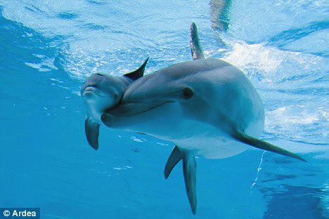 Kannattele, tue, rohkaise - ole delfiinivanhempi!