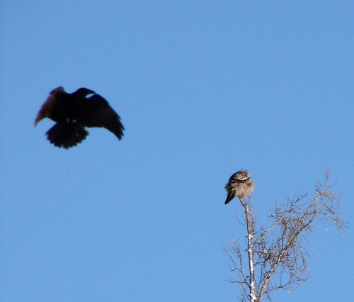Raven attacking Northern Hawk Owl
