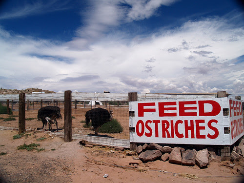 Feed Ostriches!
