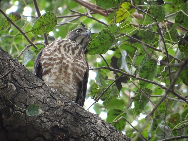 鳳頭蒼鷹/無限台南