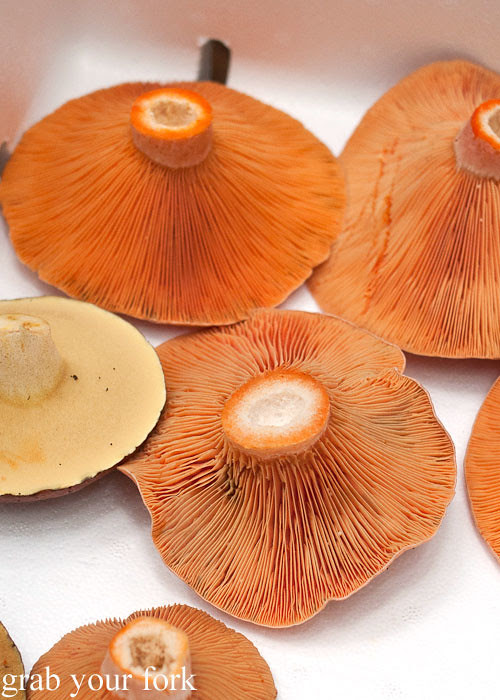 pine mushrooms saffron milk caps and slippery jacks