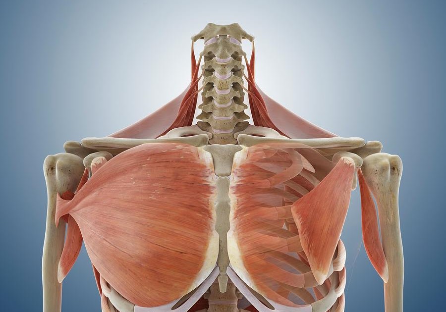 Chest Muscle Anatomy Diagram : Easy Notes On The Pectoral Region