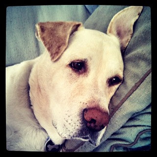 Zeus is all #ears this morning! #dogstagram #ilovemydogs #bigdog #instadog #megaesophagus #labmix