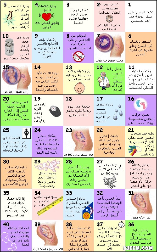 فوري تصرف مصري الاسبوع ٣١من الحمل اي شهر - persiancomputer.net