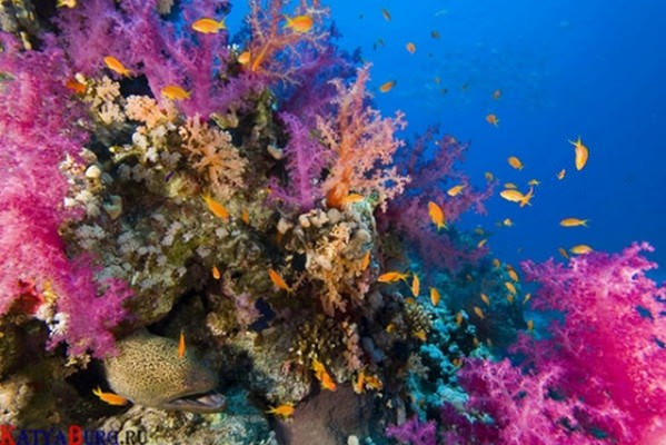 photo of Coral reef