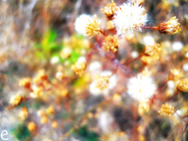 Neature
