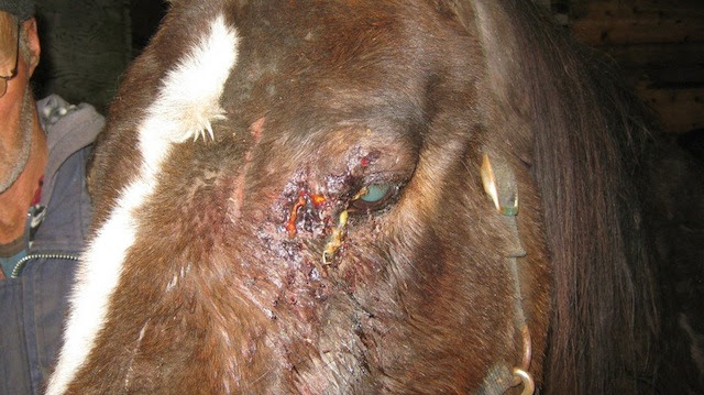 Her eyes were swollen shut from blunt trauma sustained enroute to the slaugherhouse