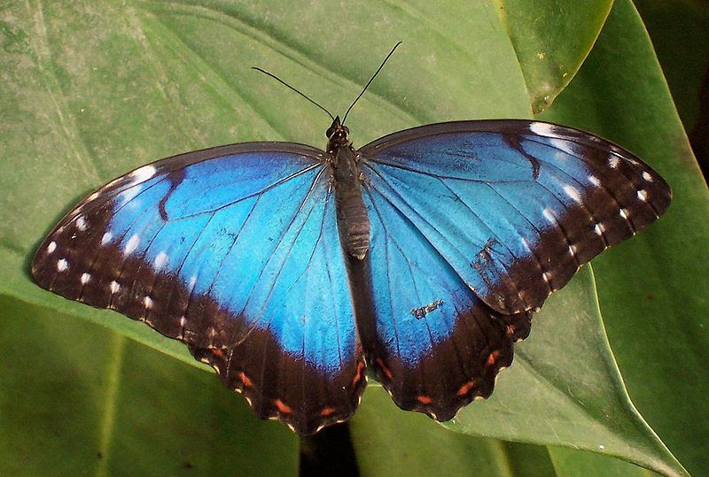 File:Tropical butterfly.jpg