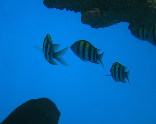 Plenty Fish in the Sea
