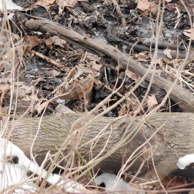Ed Gaillard: recent &emdash; American Woodcock, Central Park