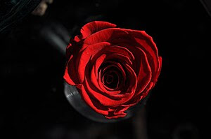Scarlet rose.