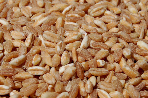 Close up of uncooked farro grains by Eve Fox, copyright 2008
